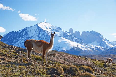 PATAGONIA WILD .